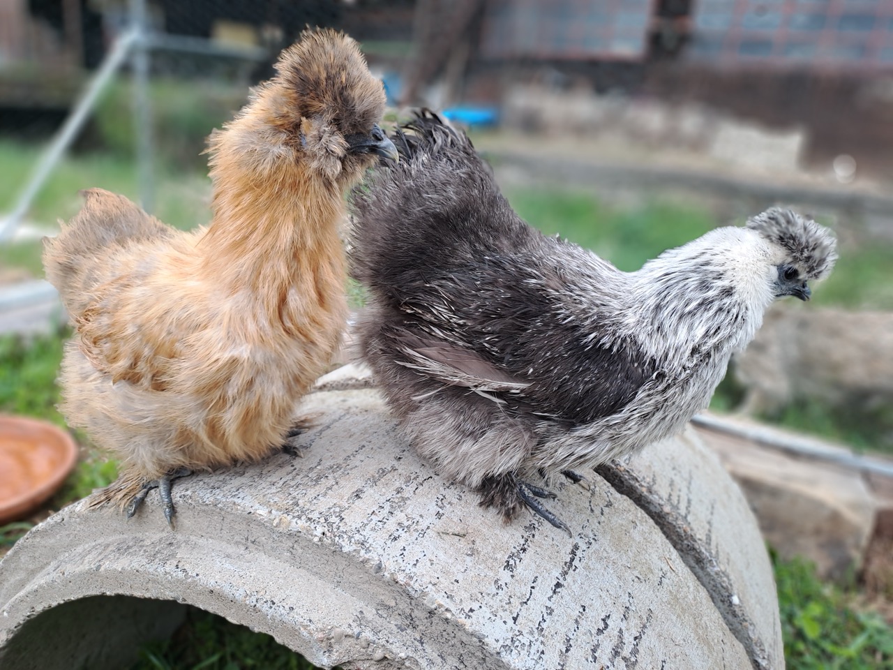 Animal de la ferme dans son environnement